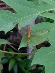 Neurothemis terminata
