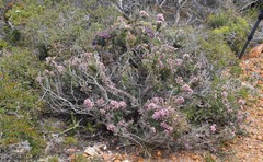 Verticordia plumosa