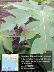 Neurothemis terminata