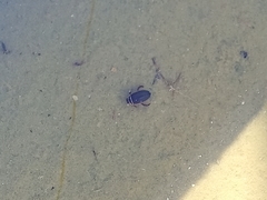 Dytiscus habilis