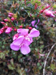 Heterocentron elegans