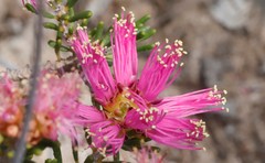 Melaleuca subtrigona