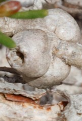 Melaleuca subtrigona