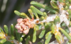 Melaleuca subtrigona