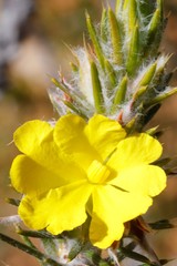 Hibbertia mucronata