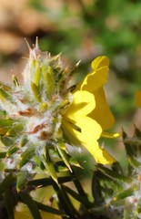 Hibbertia mucronata