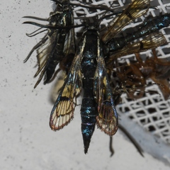 Sesiidae