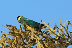 Barnardius zonarius zonarius