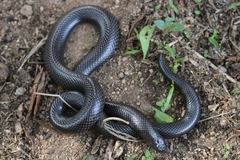 Amblyodipsas polylepis