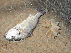 Haemulopsis leuciscus