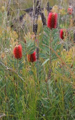 Melaleuca glauca