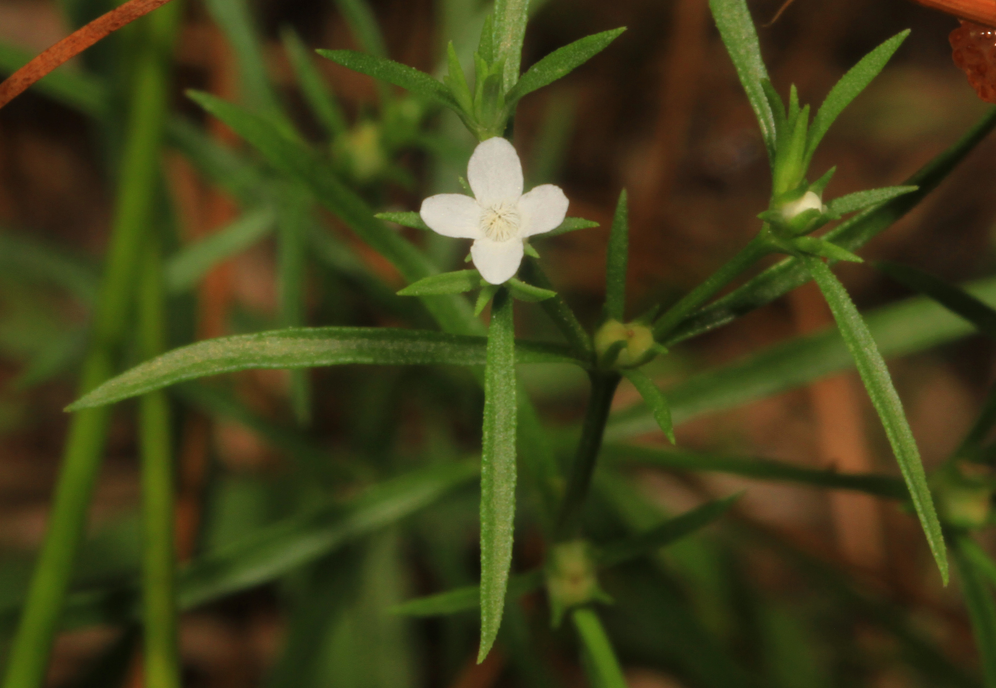 Polypremum procumbens