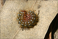 Pterolocera leucocera