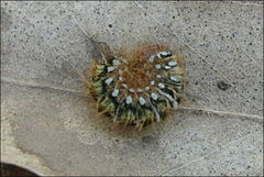 Pterolocera leucocera