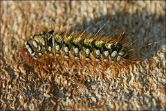 Pterolocera leucocera