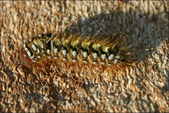 Pterolocera leucocera