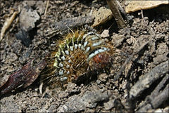 Pterolocera leucocera