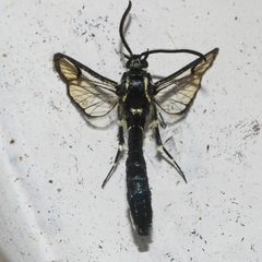 Sesiidae