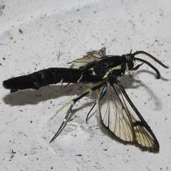Sesiidae