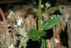 Teucrium corymbosum