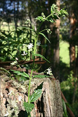 Teucrium corymbosum
