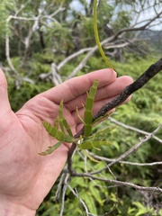 Korthalsella complanata
