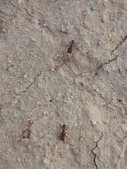 Tetramorium tortuosum