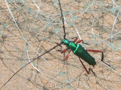 Plinthocoelium chilense