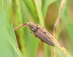 Elatichrosis trisulcatus