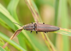 Elatichrosis trisulcatus