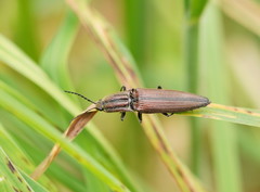 Elatichrosis trisulcatus