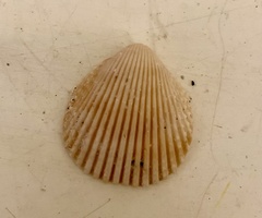 Dallocardia muricata