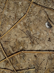 Camptocosa parallela