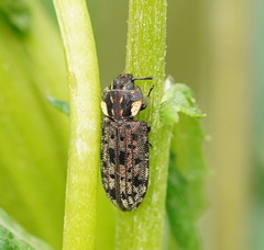 Leperina decorata