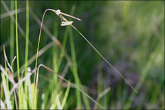 Austrostipa muelleri