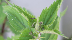 Vanessa itea