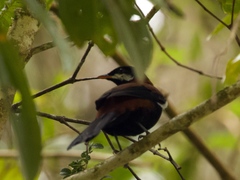Entomodestes leucotis