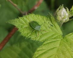 Sinopla perpunctatus