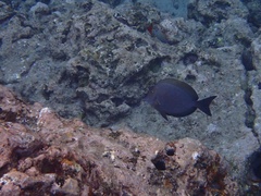 Acanthurus nigroris