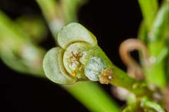 Euphorbia lancifolia