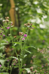 Carduus crispus