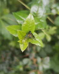 Dasyomma