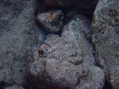 Plagiotremus goslinei