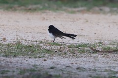 Rhipidura leucophrys leucophrys