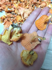 Cantharellus concinnus