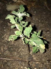 Chenopodium album