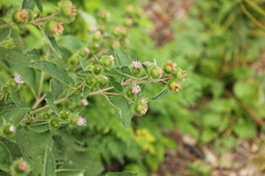 Arctium minus