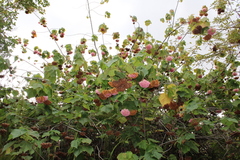 Dombeya wallichii