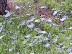 Arisarum vulgare