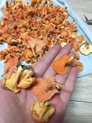 Cantharellus concinnus